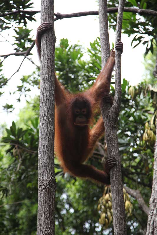 Orangutan Sanctuary