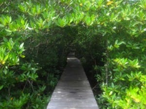 Mangrove Forest Bali Indonesia