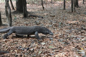 Komodo Dragon