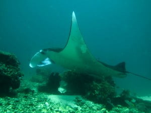 Manta Ray