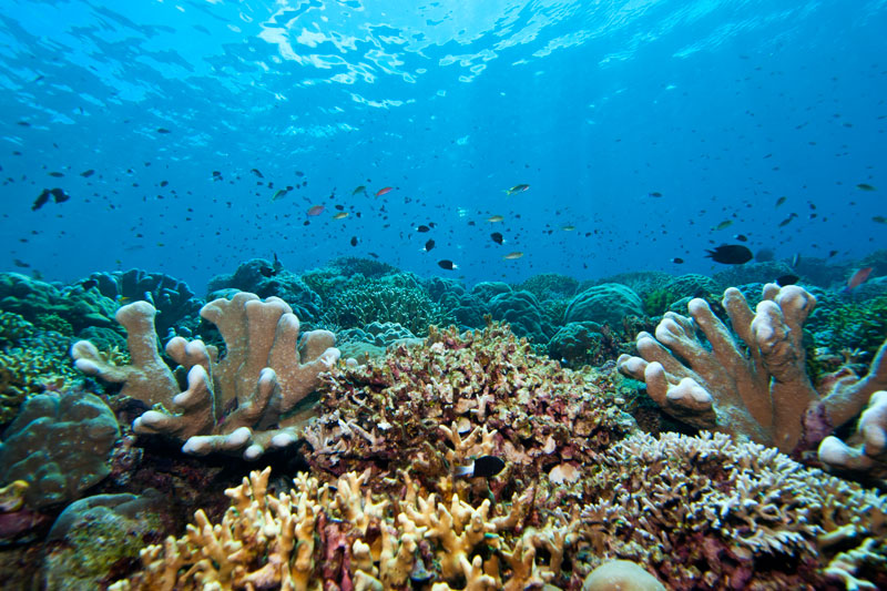 Pristine Mentawai reef by Francesco Ricciardi
