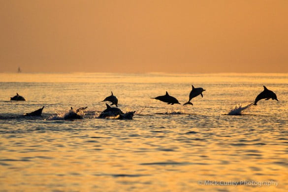 A pod of dolphins swim freely between Bali and Java free from traveling dolphin circuses and restaurant pools Photo by Mick Curley