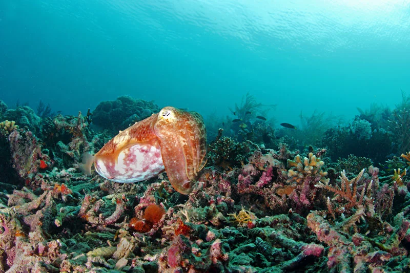 diving in Derawan