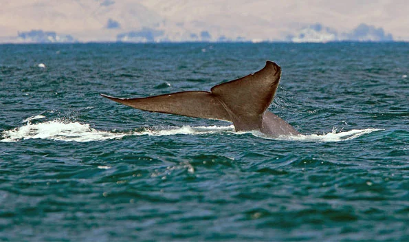 Caring for the Sentinels of The Deep by Michael L. Baird