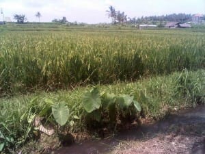 Celebrating Earth Day in Bali