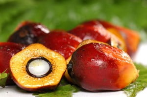 Palm Oil