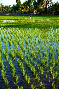 Rice fields by David Metcalf