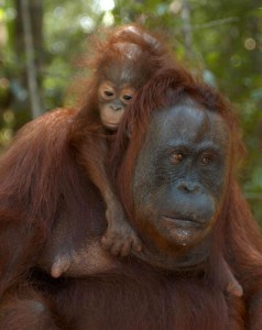 Tanjung Puting N.P By David Metcalf