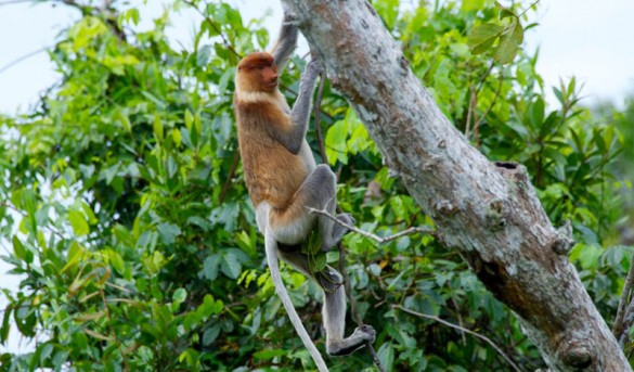 Tree Flyers by DM Probiscos Monkey Tree Flyers by DM Probiscos Monkey