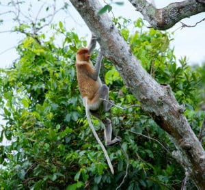 Tree flyers Kalimantan By David Metcalf