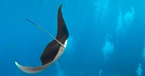 Diving Manta