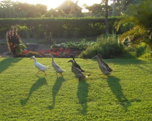 Ducks on the grass