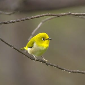 Bird of Mount Ijen