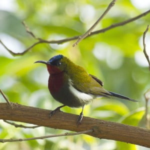 Bird of Mount Ijen