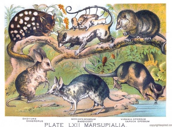 Marsupials