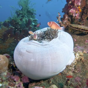 Pink Clownfish in  a Sea Anemone