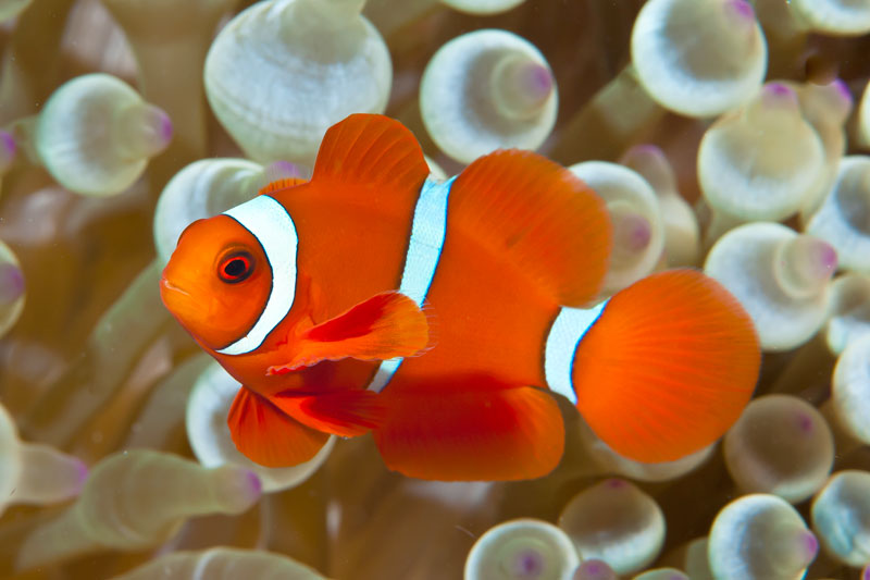 Spinecheek Clownfish