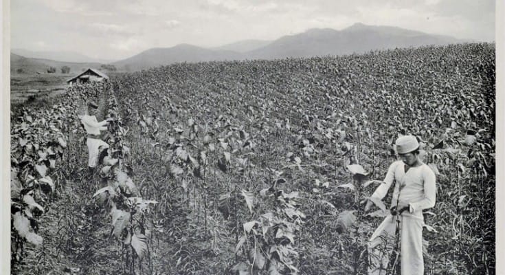 tobacco