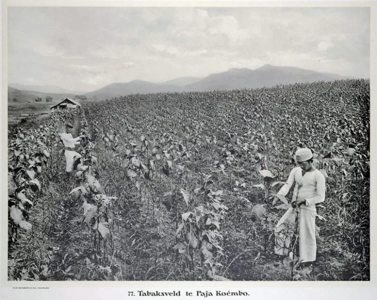 can you grow your own tobacco in australia This is the Aus government's answer to the tobacco trade :  r/Damnthatsinteresting