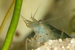 Caridina Shrimp Copyright Wikipedia Commons