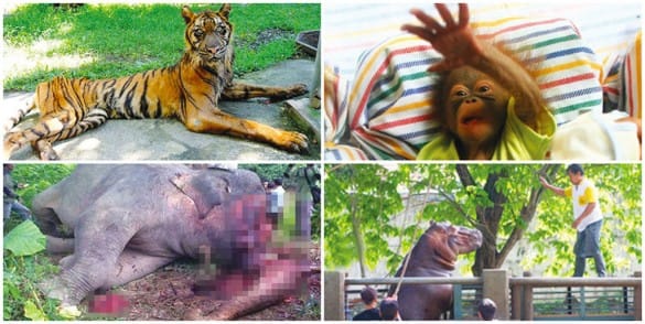 Surabaya Zoo Animals