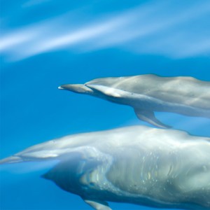 Dolphins at sea