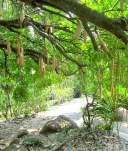 Trees Around the Garden