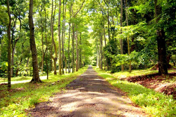 Walking Path - Purwodadi Botanical Garden