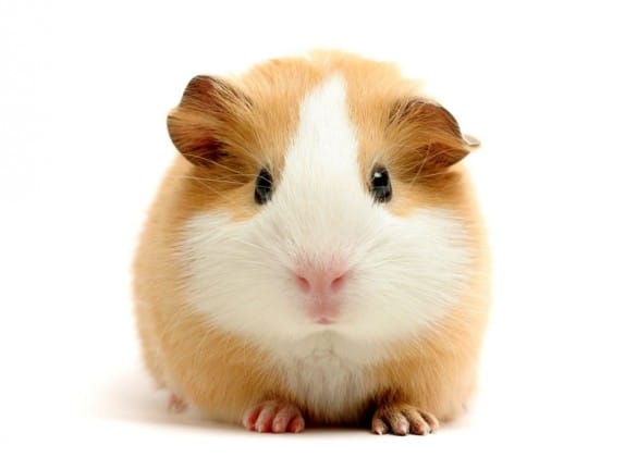 Hamster