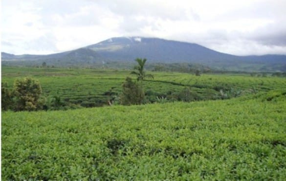 Tea garden with Mount Kerinci in the background