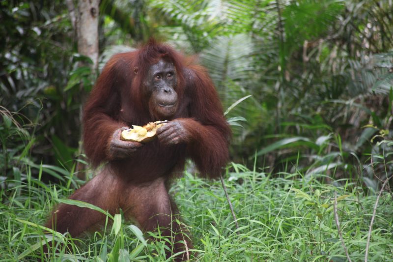 A feeding orangutan on Kaja Island, Central Kalimantan by Angela Richardson