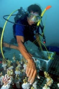 Coral conservation in Belitung