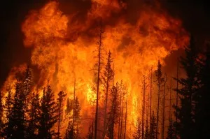 Forest fires Wikimedia