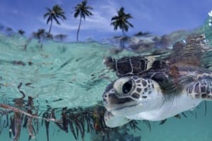 Green turtle smiles for the camera just off the beach at Wakatobi | Photo by Steve Miller