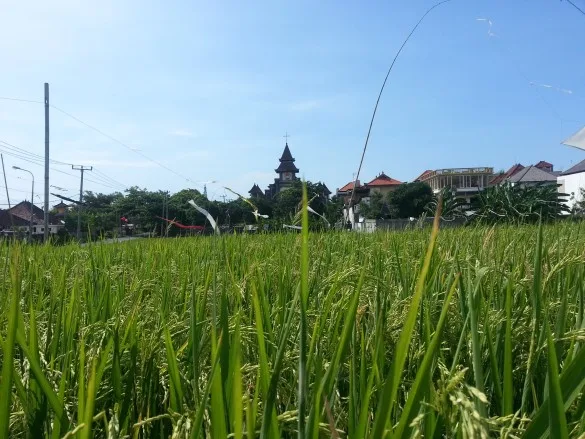 Paddy fields in Canggu