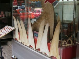 Shark fins for sale | Photo by Shankar S