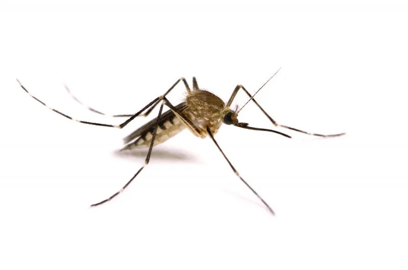 reduce dengue