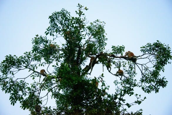 A family of orangutans | Photo courtesy of David Metcalf