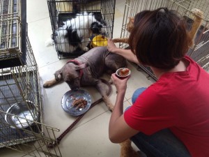 Rescued dogs at Garda Satwa Indonesia's shelter