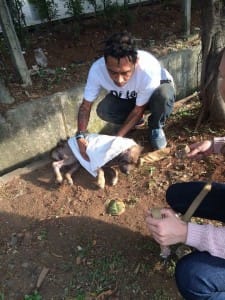 Garda Satwa Indonesia rescuing an abandoned dog