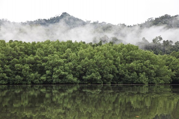 Rainforests of Raja Ampat | Photo Courtesy of Angela Richardson