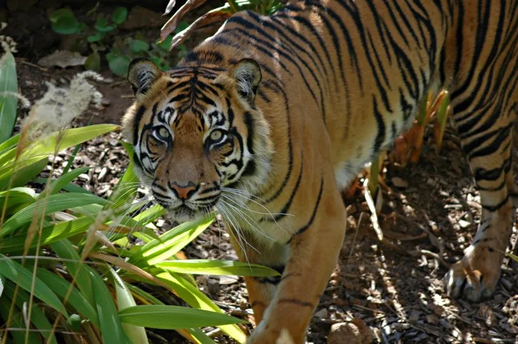 Sumatran Tigers