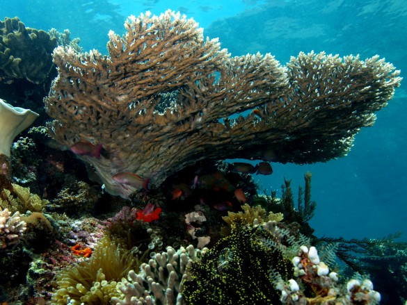 coral reefs are threatened due to benoa bay's project