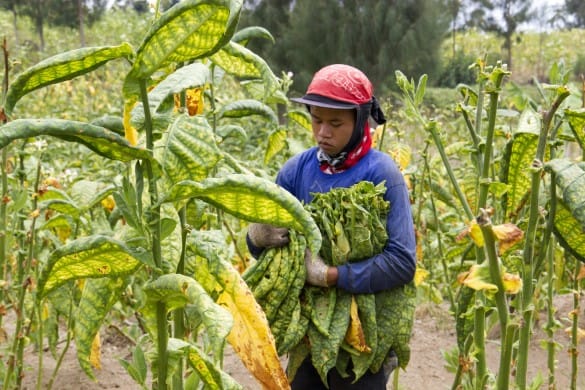 Harvesting tobacco. Photo by Eko Susanto