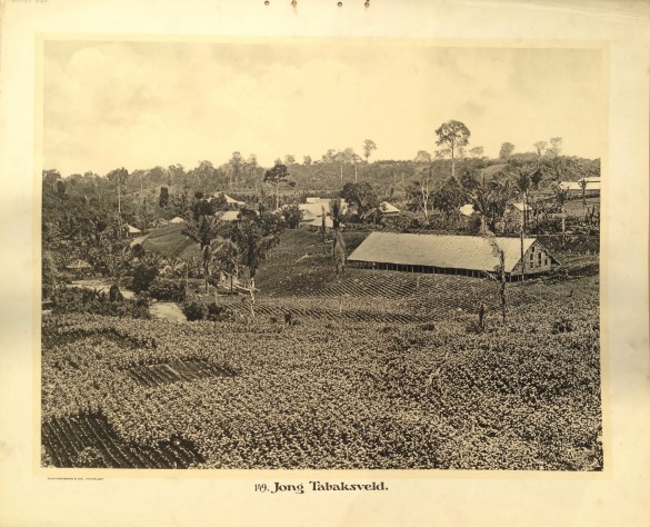 Tobacco plantation Kleynenberg circa 1911