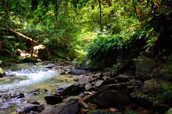 The beauty of the rainforest | Photo by David Metcalfe