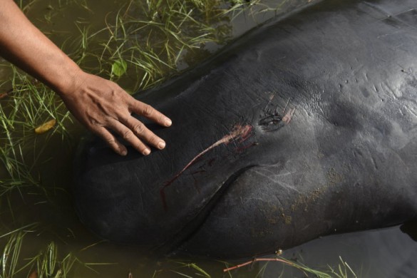 A man touches a dead whale | Photo by Reuters