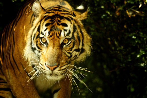 Sumatran Tiger | Photo by Luke Mackin