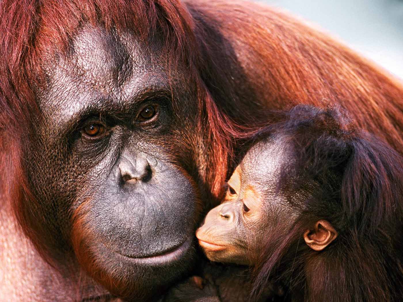 orangutans-released-kalimantan-1