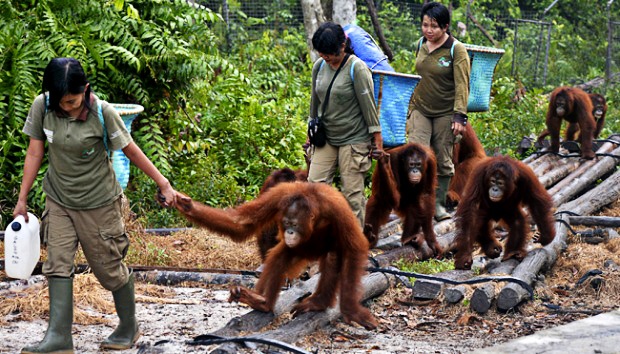 orangutans-released-kalimantan